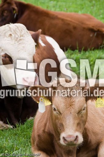 Hausrind (149 von 174).jpg